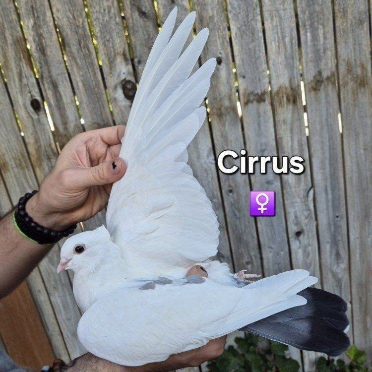 Hand-reared Classic Frill x Armenian Tumbler Pigeons