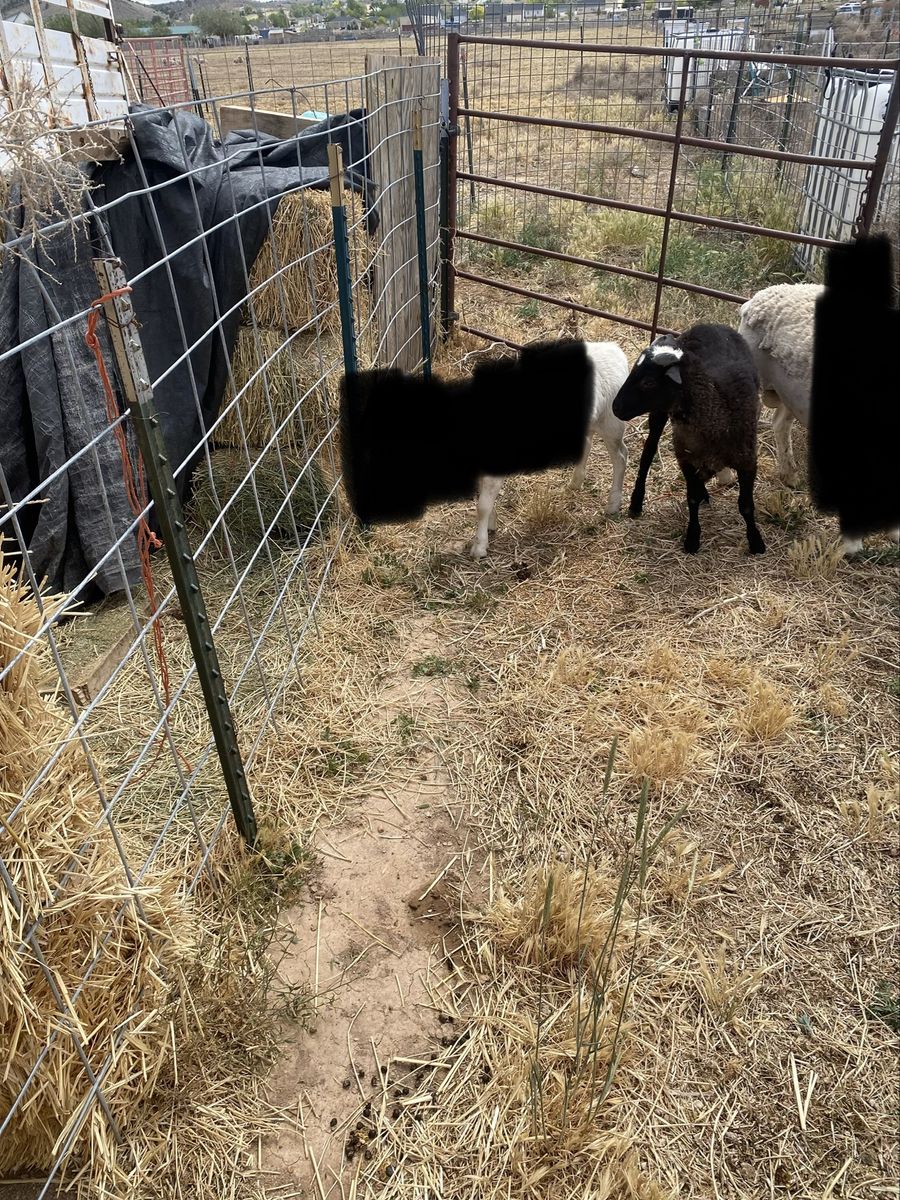 Dorper /painted desert sheep cross