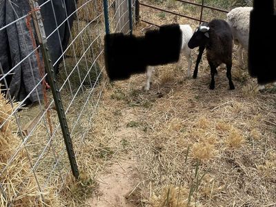 Dorper /painted desert sheep cross