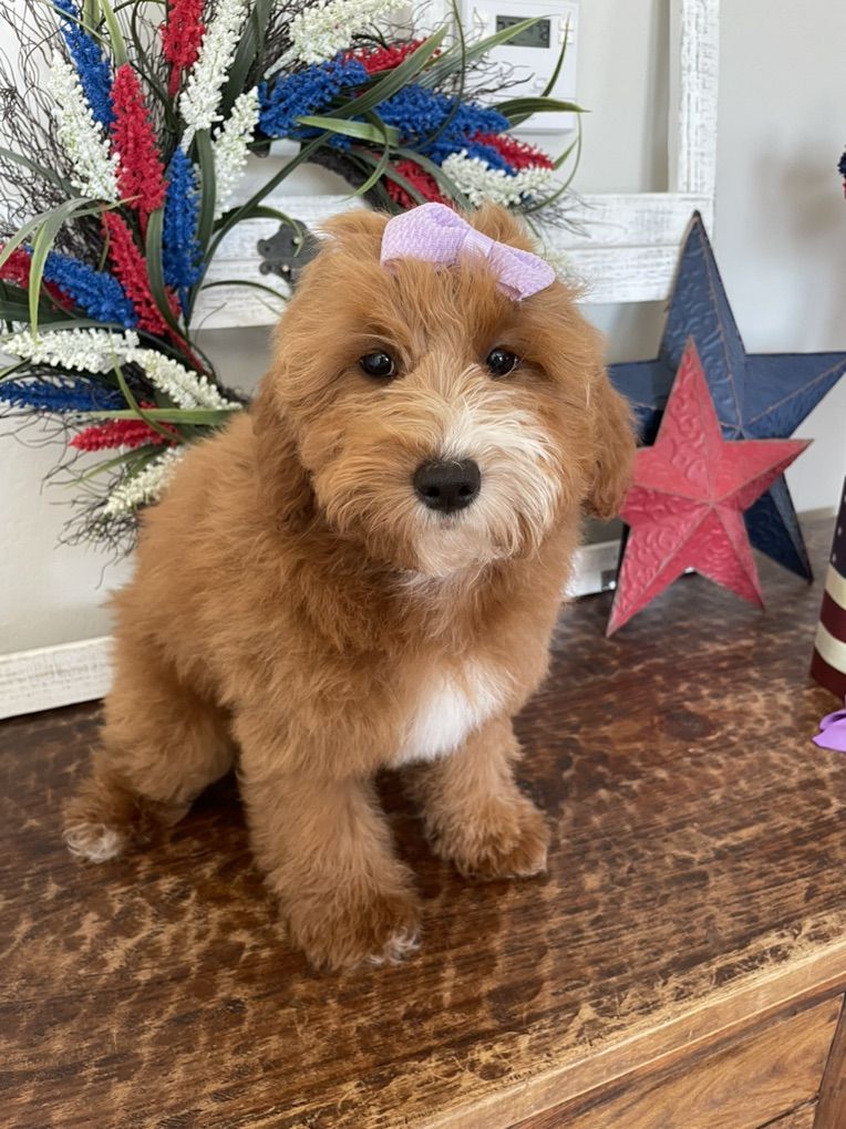 Crazy Reduced Price RED Mini Goldendoodle Girl
