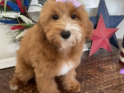 Crazy Reduced Price RED Mini Goldendoodle Girl