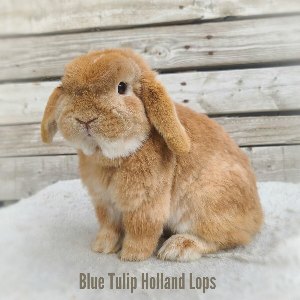 Chocolate Orange Holland Lop Buck