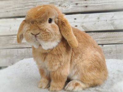 Chocolate Orange Holland Lop Buck