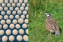 Georgia Giant Bobwhite Quail Eggs