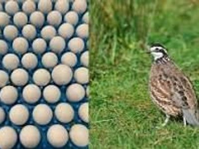 Georgia Giant Bobwhite Quail Eggs