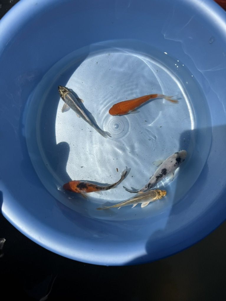 Japanese Koi
