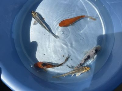 Japanese Koi
