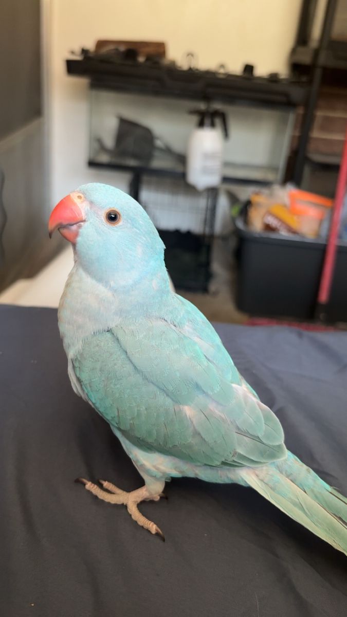 Hand tame Indian ringneck