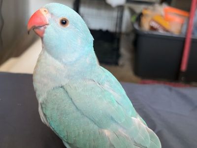 Hand tame Indian ringneck