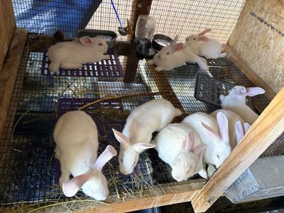 New Zealand Meat Rabbits