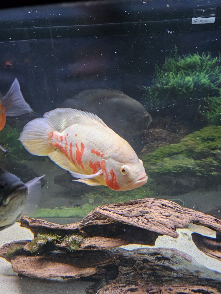 Albino Tiger Oscar Large