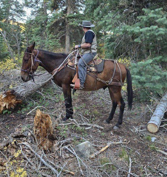 Experienced Pack & Riding Mule