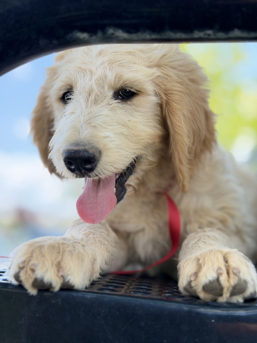 4th of July Sale— Adorable Goldendoodle Male Puppy