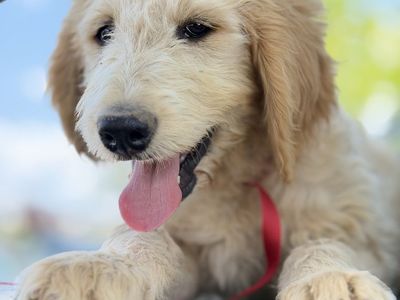 4th of July Sale— Adorable Goldendoodle Male Puppy
