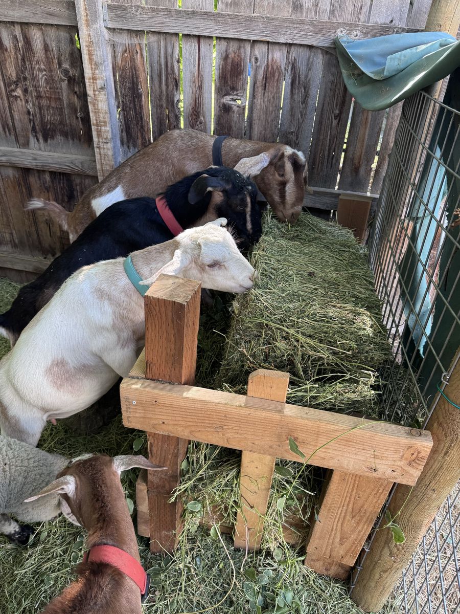Dairy goat herd