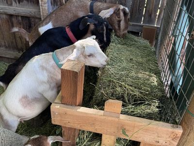 Dairy goat herd