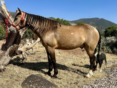 Mustang Gelding