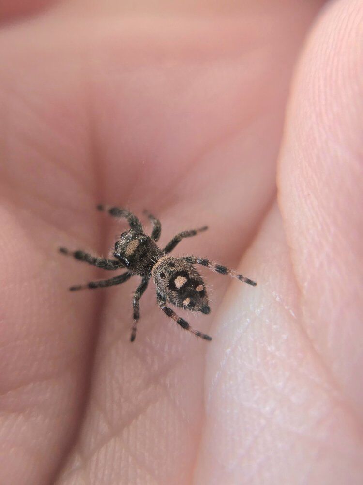 regal jumping spiders