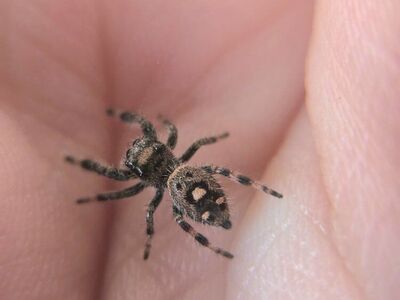 regal jumping spiders