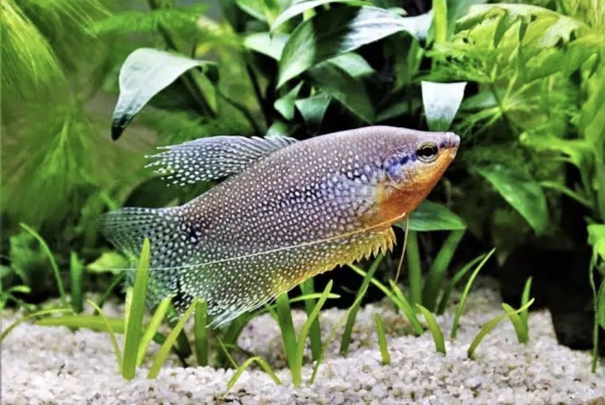 Pearl Gourami