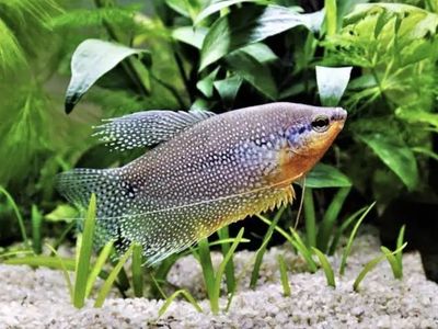 Pearl Gourami