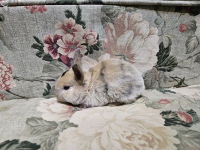 Mini Rex Female Kit