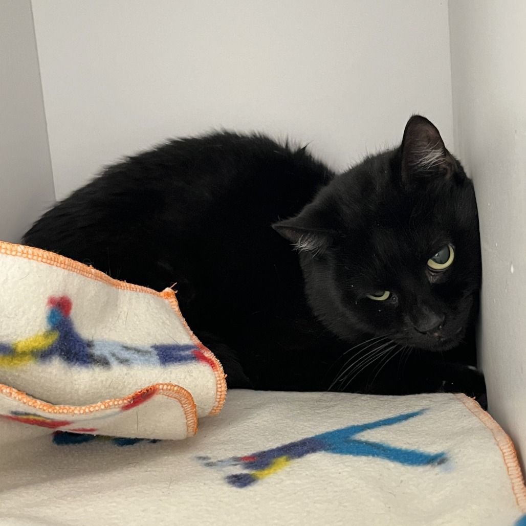 Hello my name is Calix