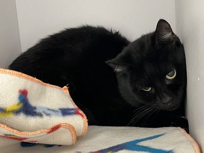 Hello my name is Calix