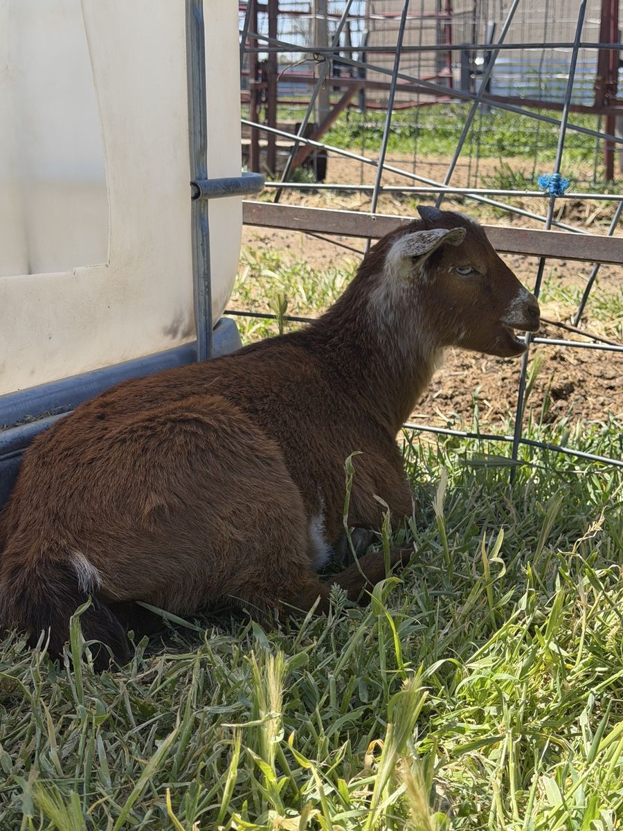 Blue eyed Pygmy/boer doe