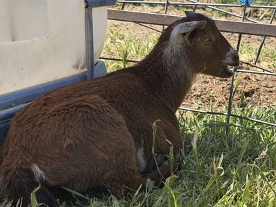 Blue eyed Pygmy/boer doe