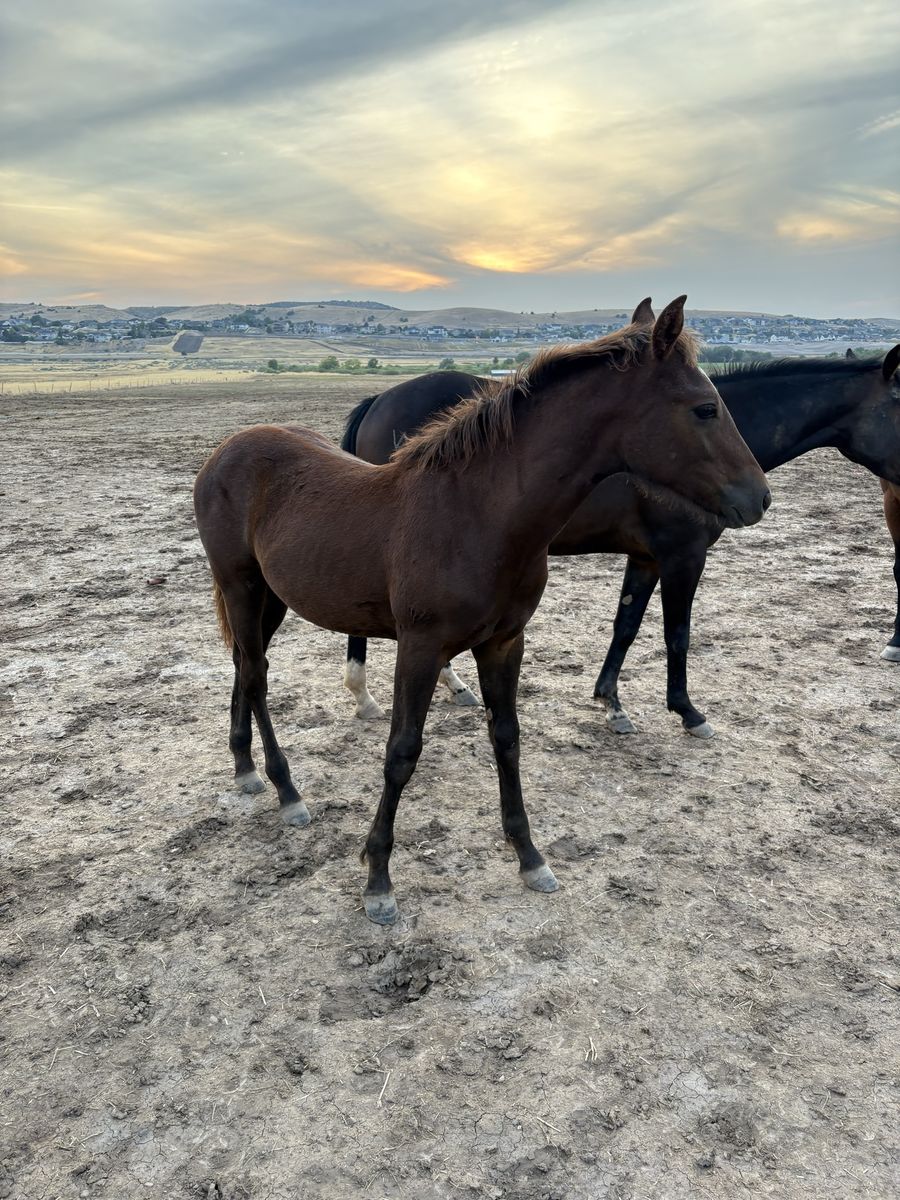 Frosty 2025 1/4 Draft Colt