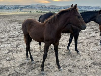 Frosty 2025 1/4 Draft Colt