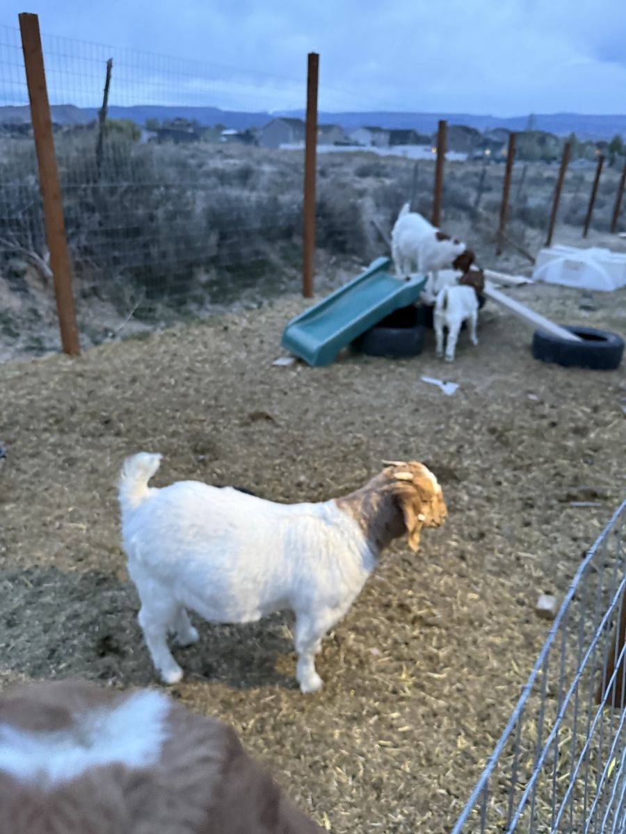 Livestock Show Wethers and Doelings
