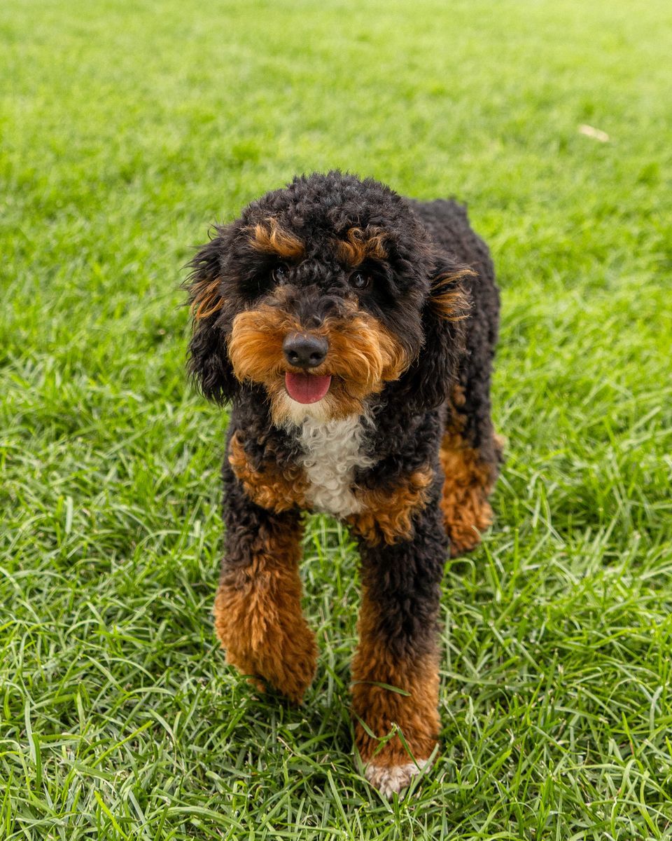 BEAUTIFUL TRI COLORED MINI POODLE STUD