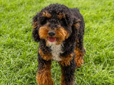 BEAUTIFUL TRI COLORED MINI POODLE STUD