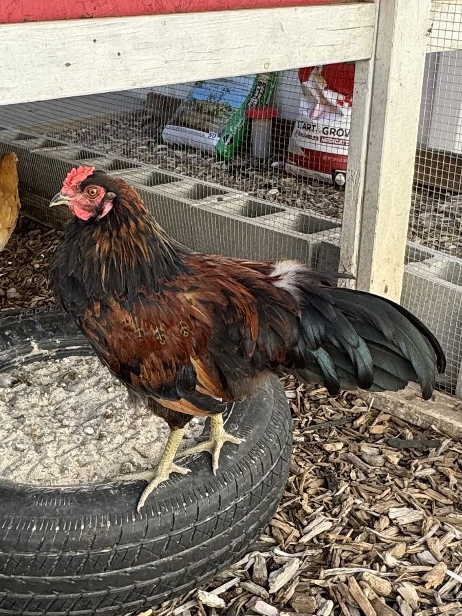 Whiting True Blue Rooster
