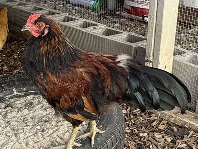 Whiting True Blue Rooster