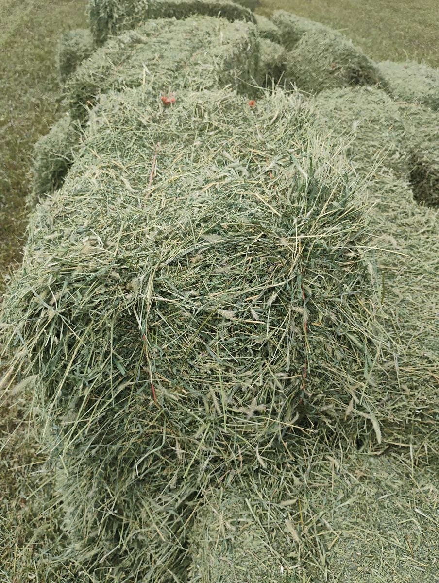 Second Crop Alfalfa