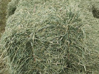 Second Crop Alfalfa