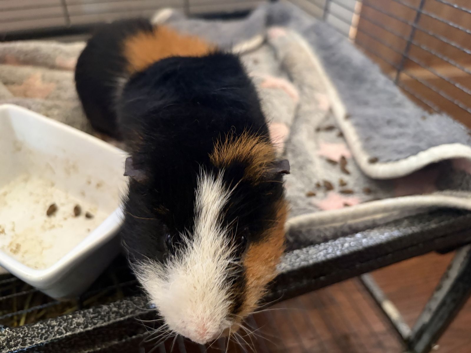 Adorable Tri-Color Male Guinea Pig - Ready for a New Home!
