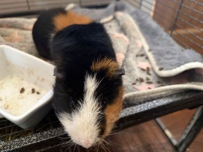Adorable Tri-Color Male Guinea Pig - Ready for a New Home!