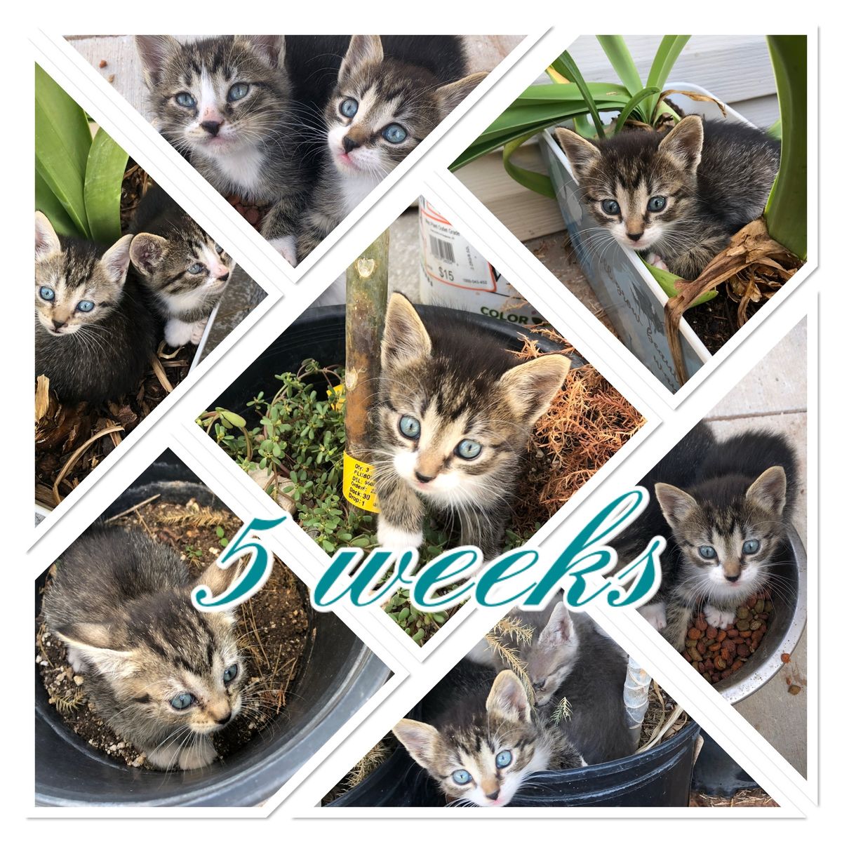 Adorable Kittens 7 left.