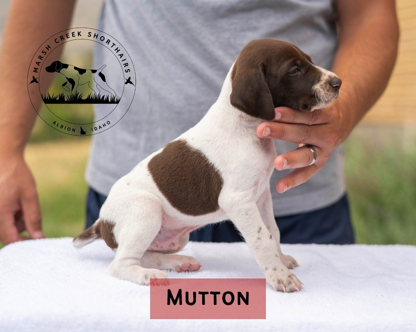 Marsh Creek Shorthairs German Shorthaired Pointer Puppies - One Male Available