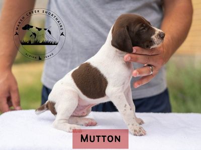 Marsh Creek Shorthairs German Shorthaired Pointer Puppies - One Male Available