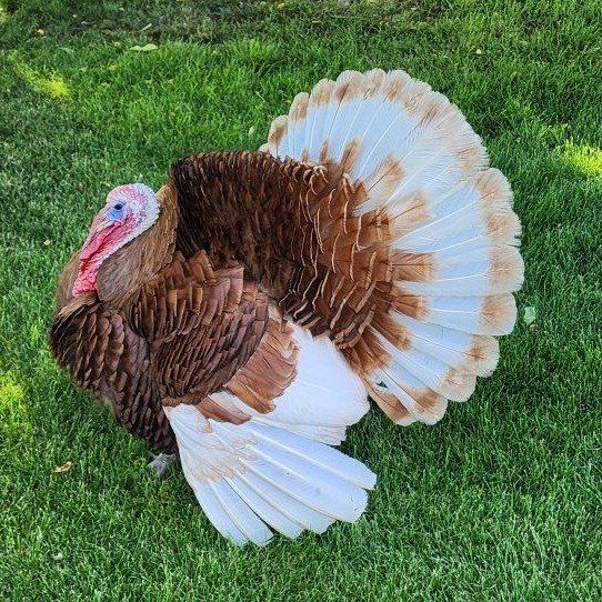 Turkeys