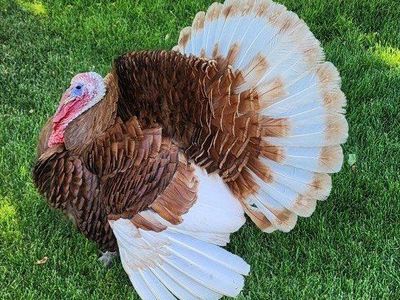 Turkeys