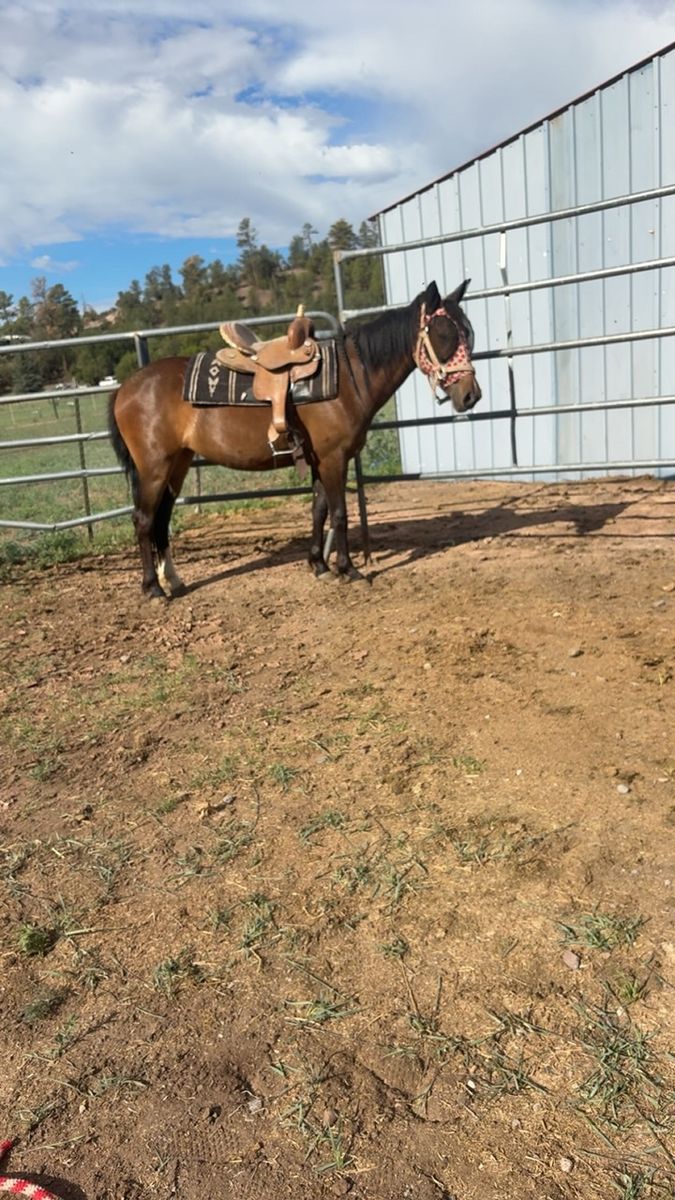 2 yr old grade filly