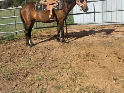 2 yr old grade filly