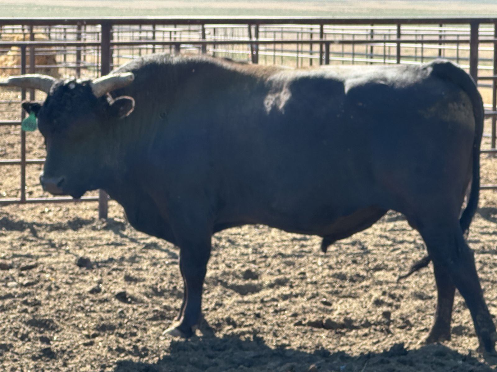 Full blood registered Wagyu Bull