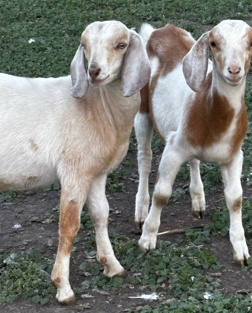 Mini Nubian Buckling